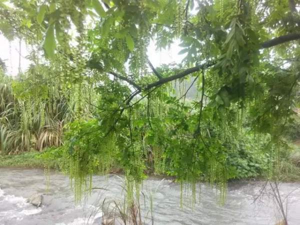 楓楊樹(shù)圖片賞析