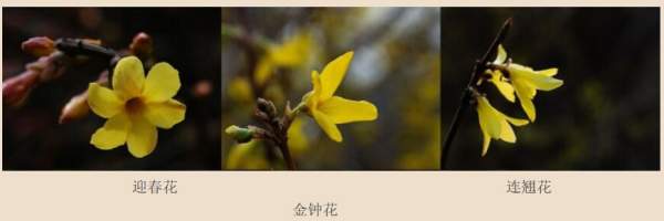 迎春花、金鐘和連翹如何區分？