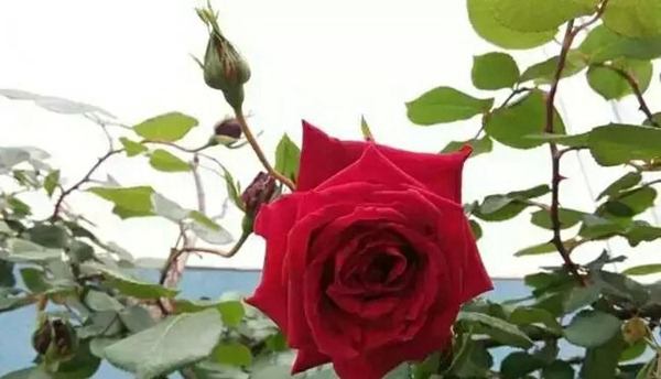 御用馬車(Etoile de Hollande，Climbing)