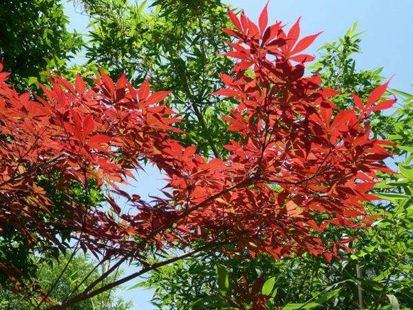 紅楓作衫，白楊為裙，美的傾國傾城！