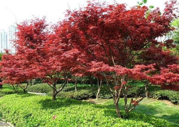 紅楓作衫，白楊為裙，美的傾國傾城！