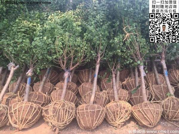 國內(nèi)數(shù)一數(shù)二紅梅花產(chǎn)地，你知道幾個