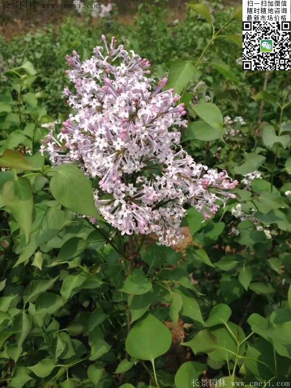 丁香苗 丁香苗