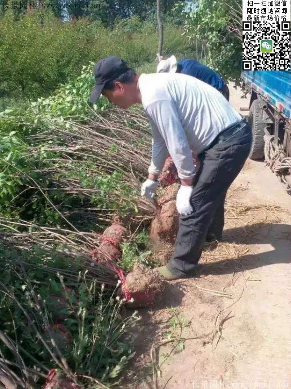 丁香樹苗 丁香樹苗