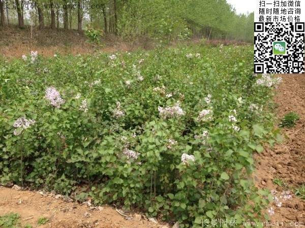 丁香苗 丁香苗