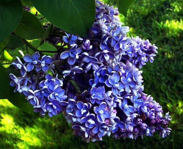 藍(lán)色丁香花 藍(lán)色丁香花