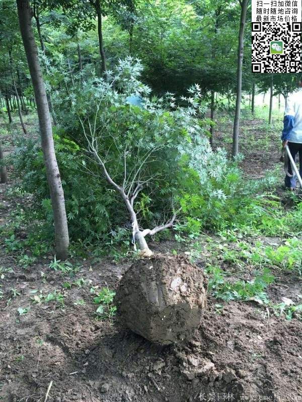 紅楓基地 紅楓基地