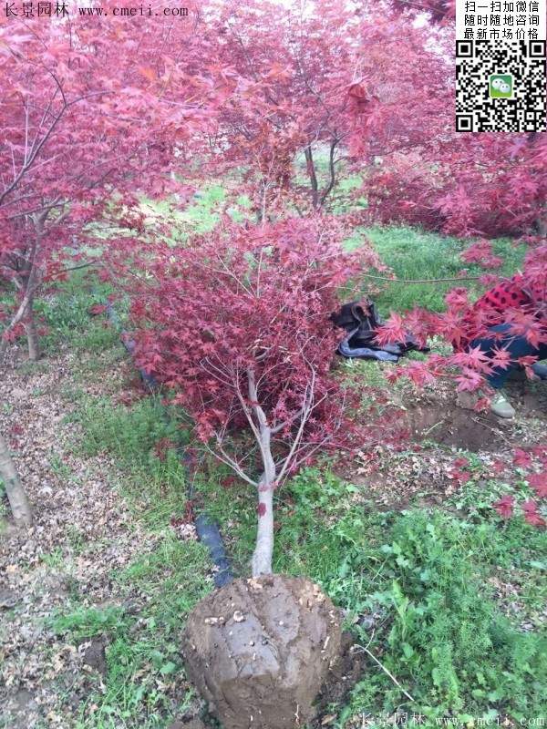 日本紅楓 日本紅楓