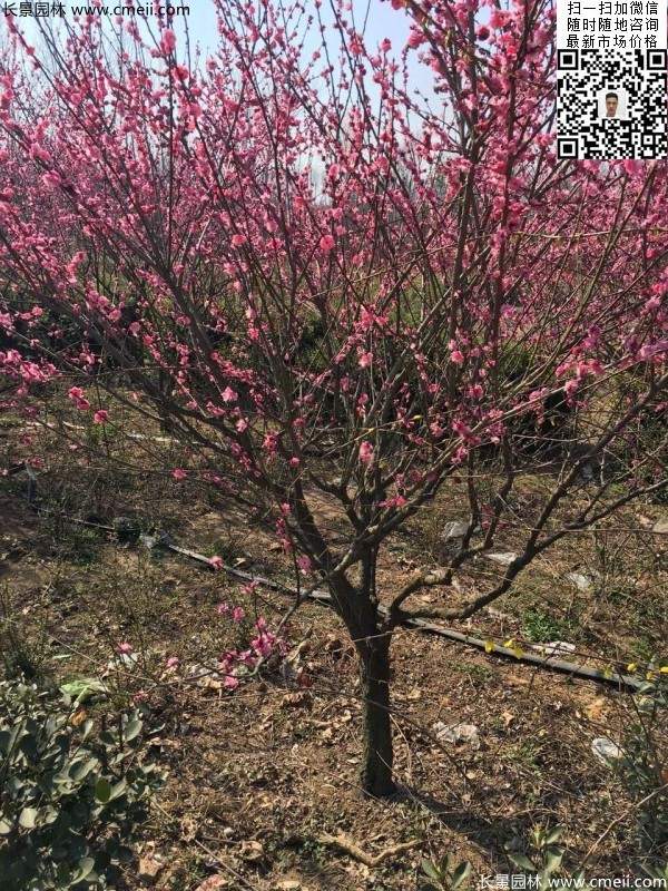 高端、大氣、上檔次的紅梅