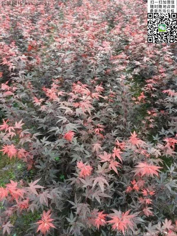 紅楓基地 紅楓基地