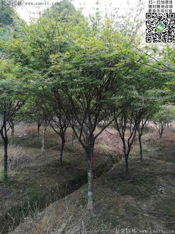 精品紅楓樹 精品紅楓樹