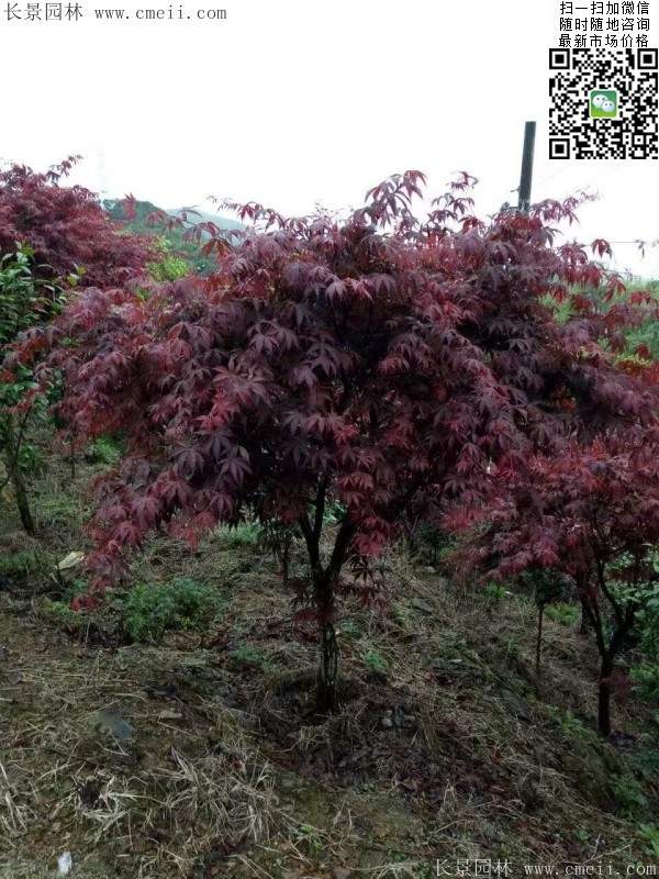 精品紅楓樹 精品紅楓樹