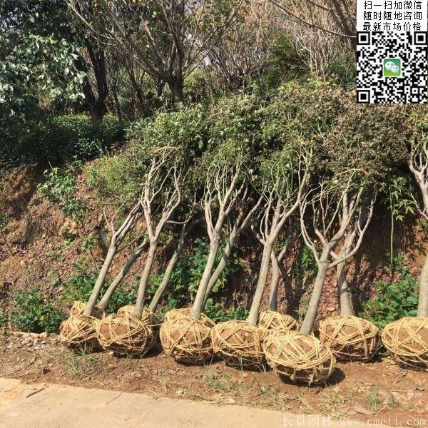 紅楓樹基地 紅楓樹基地