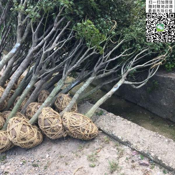 紅楓樹基地 紅楓樹基地