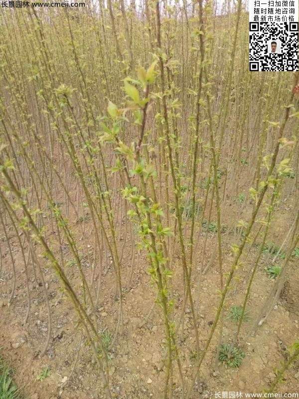 紅梅小苗 紅梅小苗