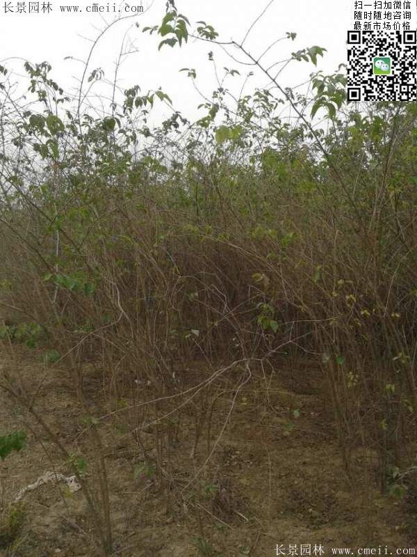 2米高的金銀木多少錢(qián)一棵