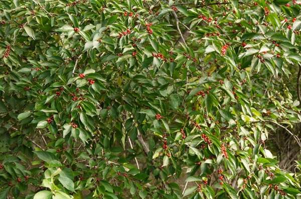 2米高的金銀木多少錢(qián)一棵