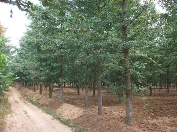 精品銀杏樹(shù)