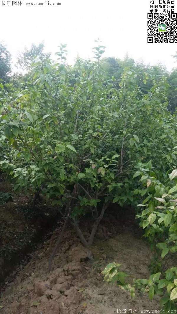 叢生臘梅樹 叢生臘梅樹