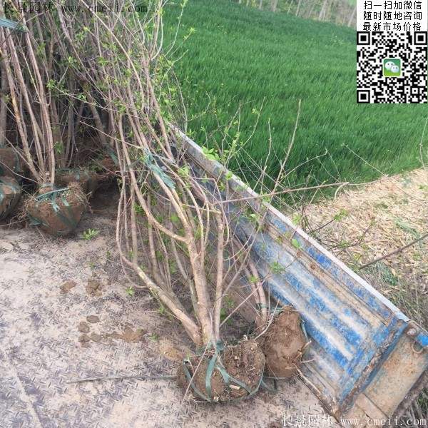 叢生臘梅樹 叢生臘梅樹