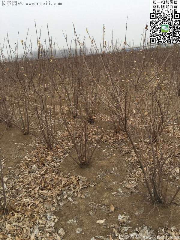 叢生臘梅樹 叢生臘梅樹