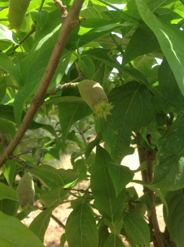 沭陽臘梅基地 沭陽臘梅基地