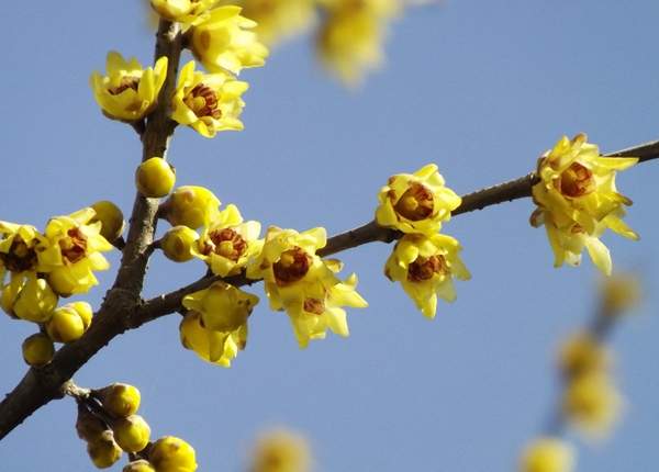 沭陽臘梅樹 沭陽臘梅樹