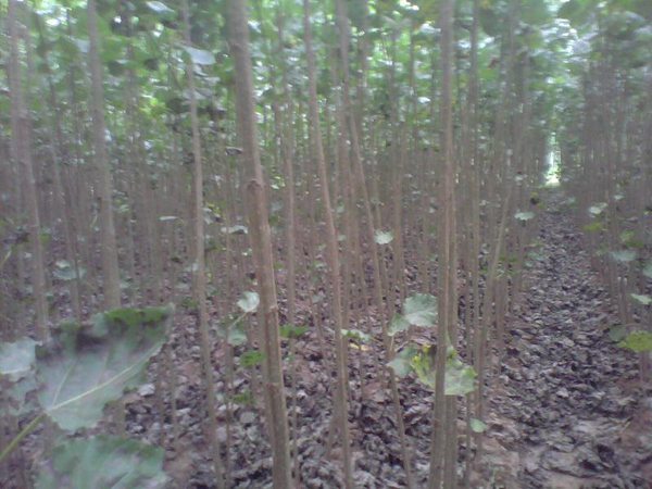 楊樹苗多少錢一棵?