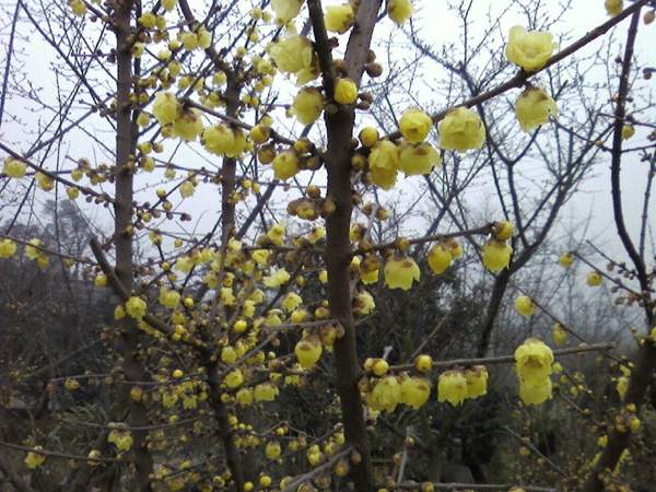 叢生臘梅樹 叢生臘梅樹