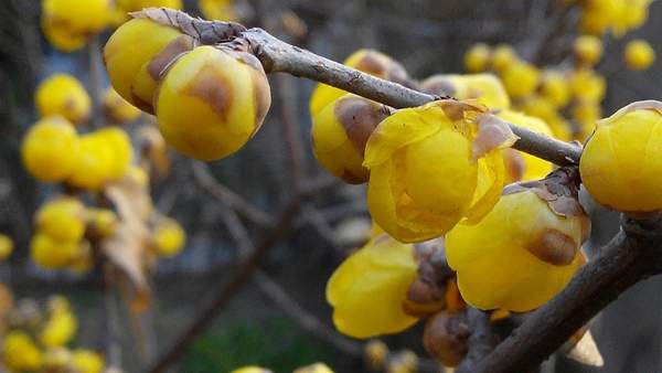 華東臘梅樹批發