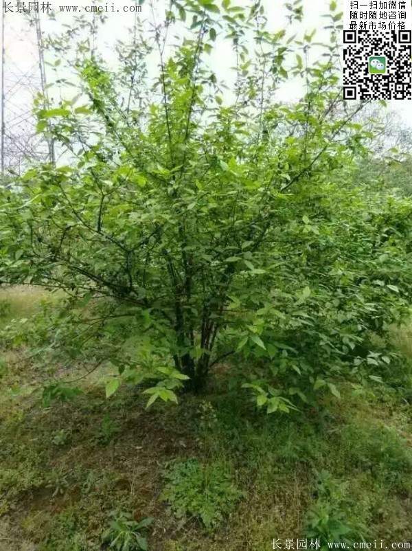 華東臘梅樹批發