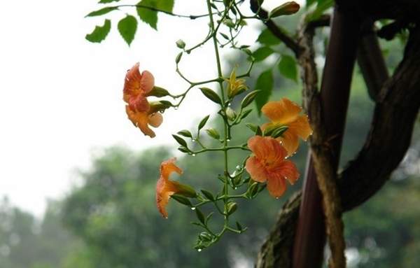 凌霄花苗 凌霄花苗