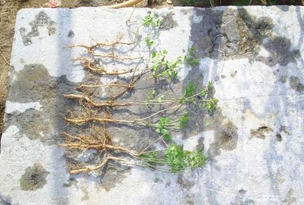 沭陽的凌霄花 沭陽的凌霄花