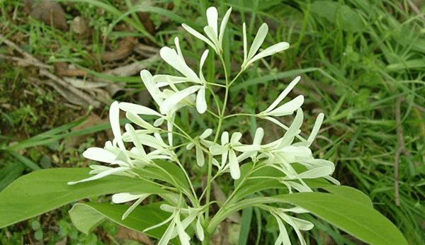 流蘇樹照片 流蘇樹照片