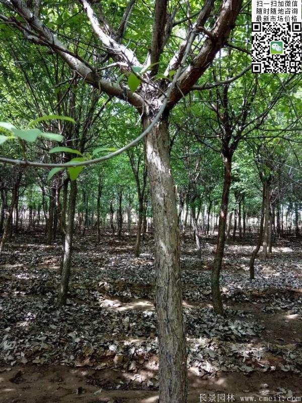 流蘇樹照片 流蘇樹照片