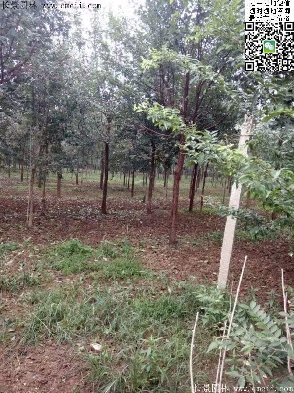 流蘇樹(shù) 流蘇樹(shù)