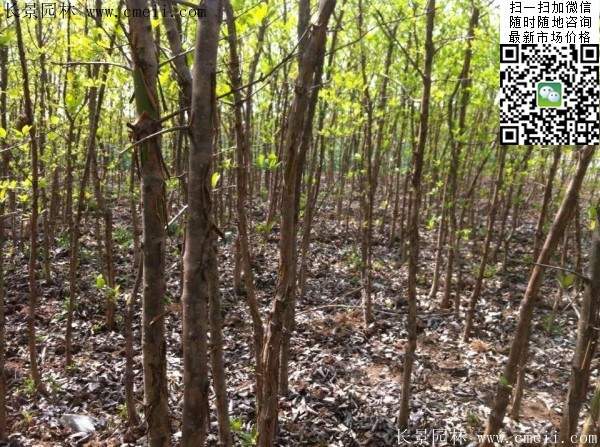 流蘇樹(shù) 流蘇樹(shù)