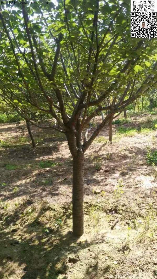 沭陽(yáng)大規(guī)格的櫻花樹(shù)