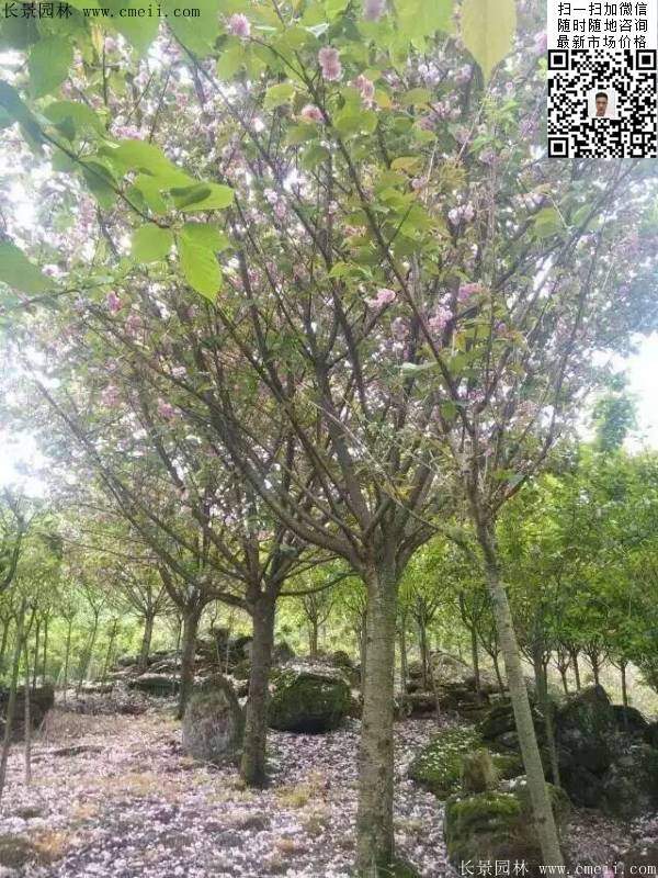 沭陽(yáng)大規(guī)格的櫻花樹(shù)