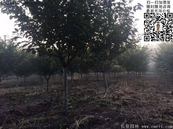 沭陽(yáng)大規(guī)格的櫻花樹(shù)