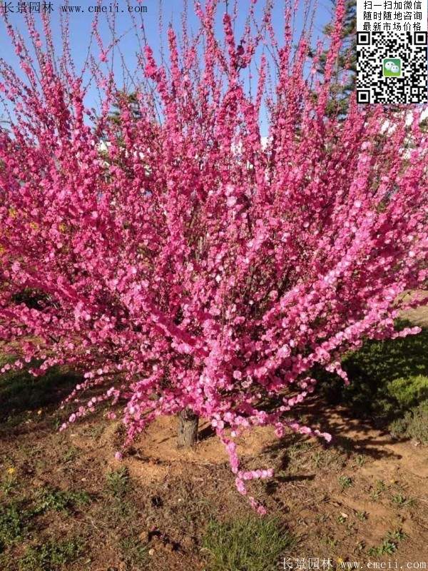 叢生榆葉梅 叢生榆葉梅