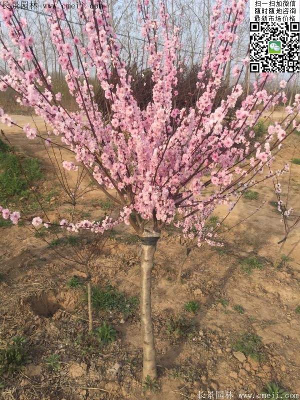 沭陽(yáng)榆葉梅的價(jià)格 沭陽(yáng)榆葉梅的價(jià)格