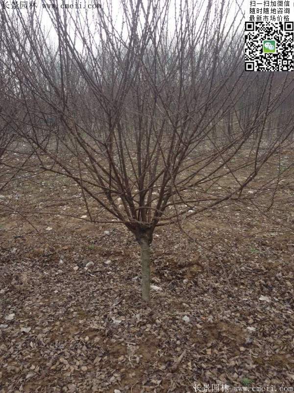 沭陽(yáng)榆葉梅的價(jià)格 沭陽(yáng)榆葉梅的價(jià)格