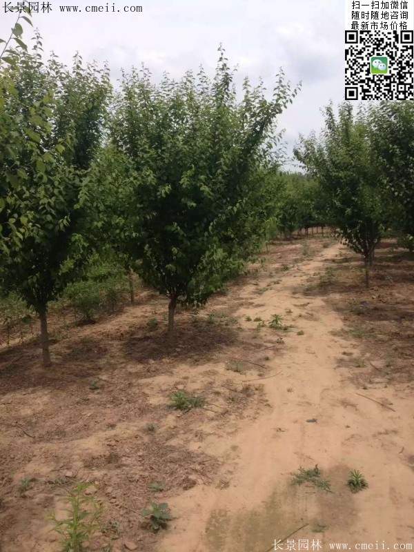 沭陽的榆葉梅樹 沭陽的榆葉梅樹