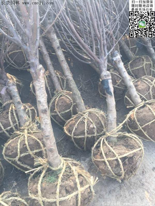 榆葉梅園林綠化 榆葉梅園林綠化