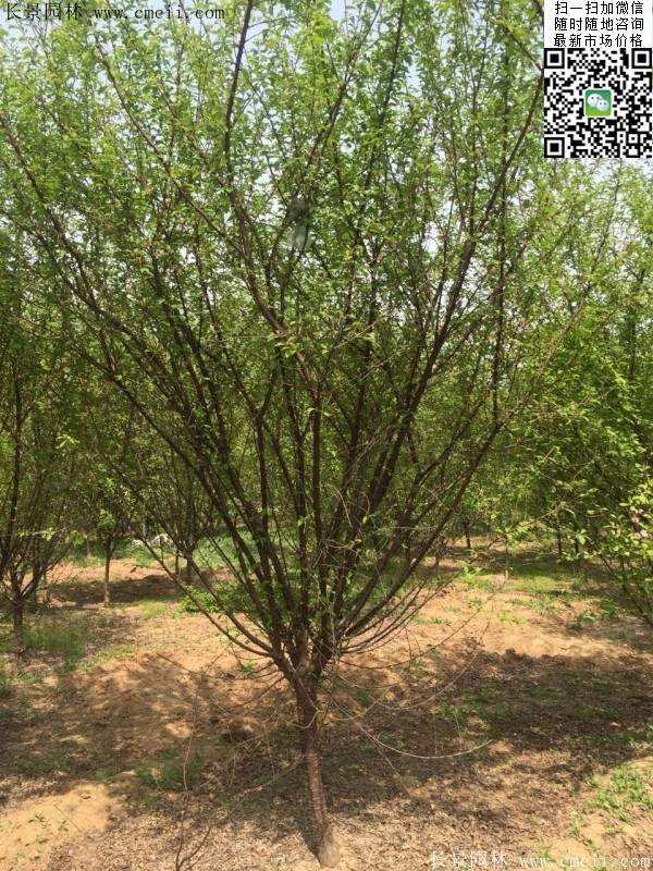 沭陽榆葉梅的價格 沭陽榆葉梅的價格