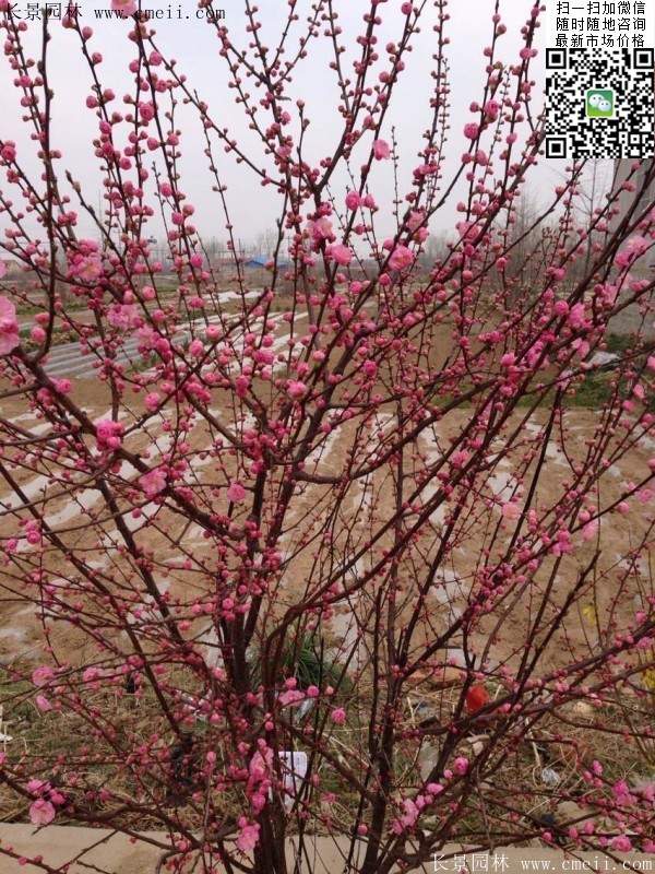 沭陽榆葉梅的價格 沭陽榆葉梅的價格