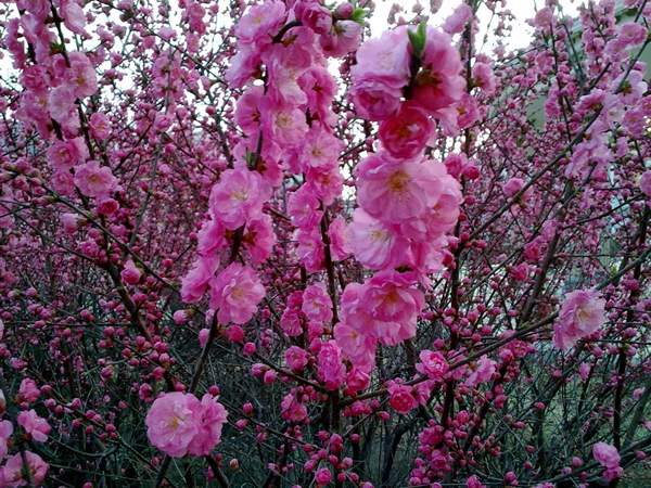 沭陽榆葉梅規格 沭陽榆葉梅規格