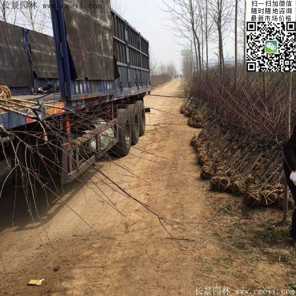 沭陽榆葉梅規格 沭陽榆葉梅規格