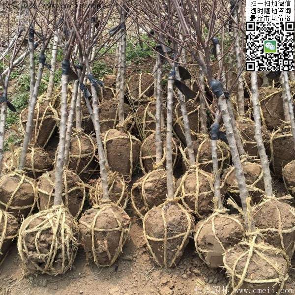 沭陽榆葉梅規格 沭陽榆葉梅規格